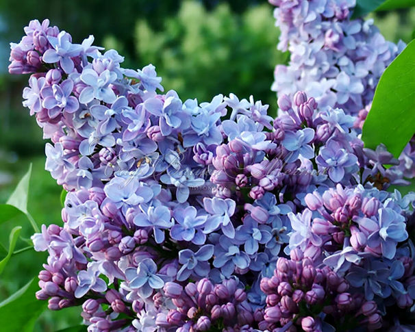 Сирень "Норрфъярден" / Syringa vulgaris "Norrfjärden" - фото 1