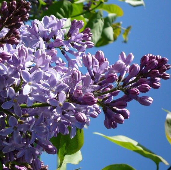 Сирень "Президент Линкольн" / Syringa vulgaris "President Lincoln" — фото 2