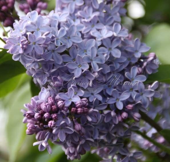 Сирень "Президент Линкольн" / Syringa vulgaris "President Lincoln" — фото 3