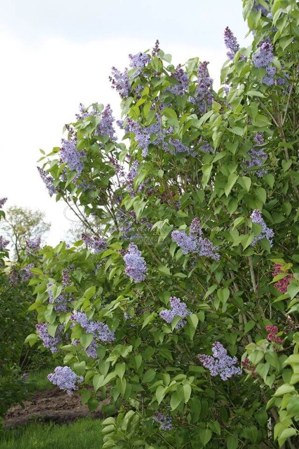 Сирень "Президент Линкольн" / Syringa vulgaris "President Lincoln" — фото 5