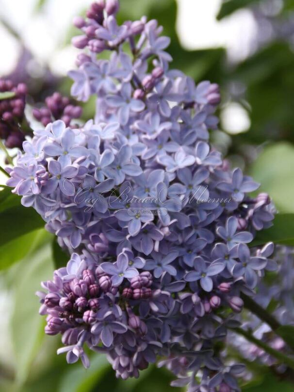 Сирень "Президент Линкольн" / Syringa vulgaris "President Lincoln" — фото 7