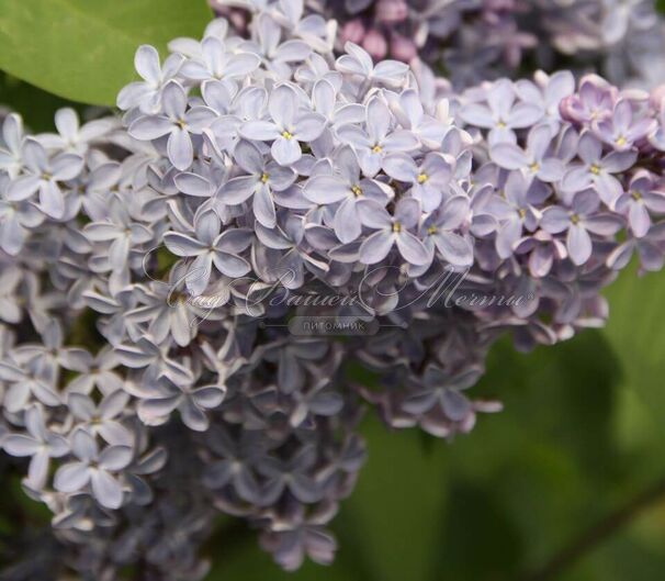 Сирень "Президент Линкольн" / Syringa vulgaris "President Lincoln" — фото 8