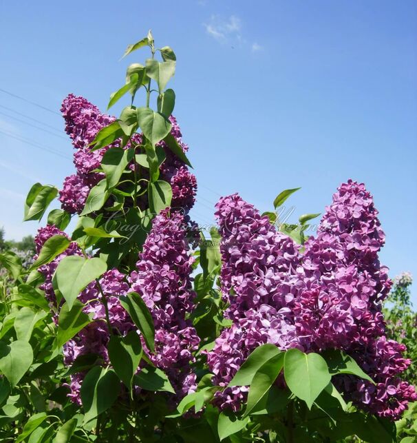 Сирень "Джавахарлал Неру" / Syringa vulgaris "Dzhavakharlal Neru" — фото 3