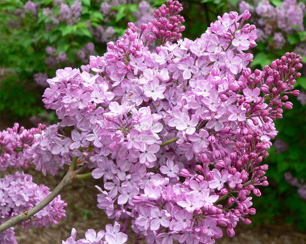 Сирень "Виндсонг" / Syringa vulgaris "Windsong" — фото 2