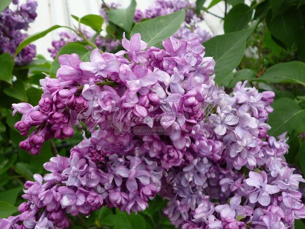 Сирень "Генерал Першинг" / Syringa vulgaris "General Pershing" — фото 2