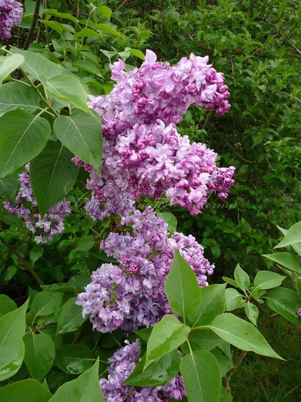 Сирень "Генерал Першинг" / Syringa vulgaris "General Pershing" — фото 3