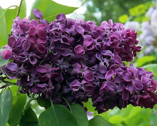 Сирень "Суворовец" / Syringa vulgaris "Suvorovets" — фото 2