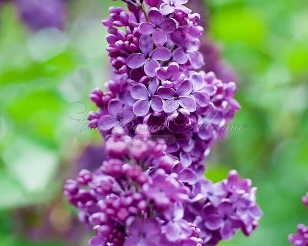 Сирень "Франк Клягер" / Syringa vulgaris "Frank Klager" — фото 2