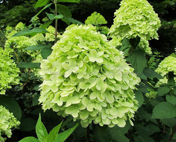 Гортензия метельчатая Мохито / Hydrangea panniculata Mojito — фото 2