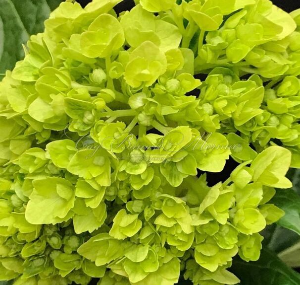 Гортензия метельчатая Мохито / Hydrangea panniculata Mojito — фото 3