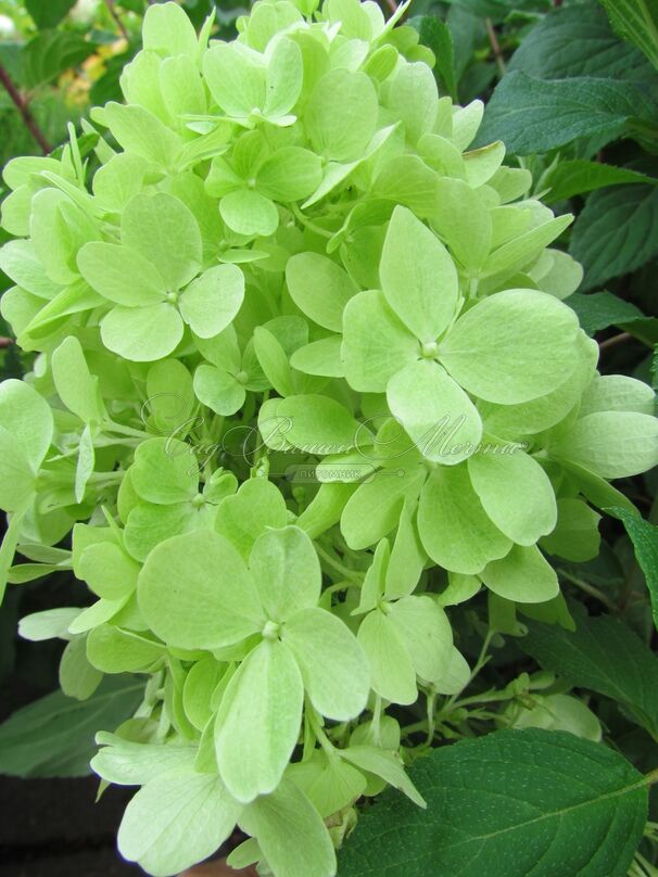 Гортензия метельчатая Мохито / Hydrangea panniculata Mojito — фото 4