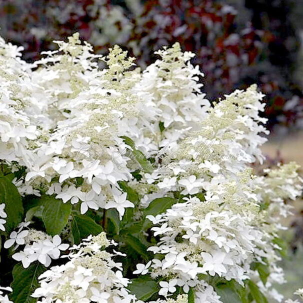 Гортензия метельчатая Перл д'Отмн / Hydrangea panniculata Perle de Automne — фото 2