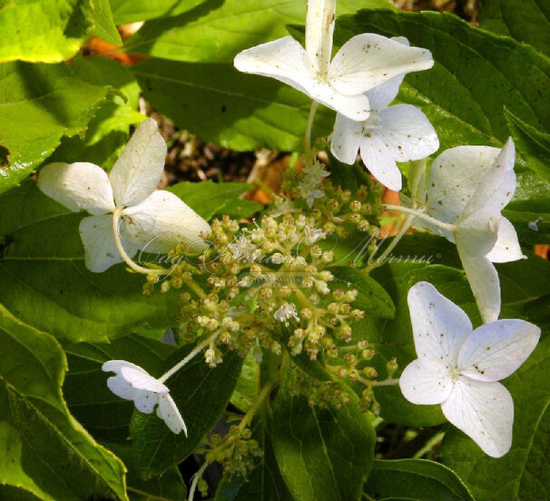 Гортензия метельчатая Перл д'Отмн / Hydrangea panniculata Perle de Automne — фото 3