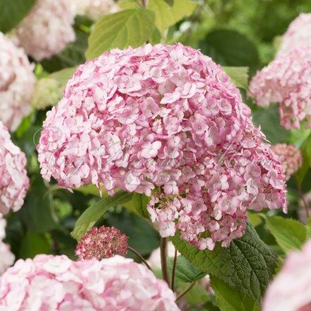 Гортензтия древовидная Кендибел Лолипоп / Hydrangea arborescens Candybelle Lollypop — фото 3