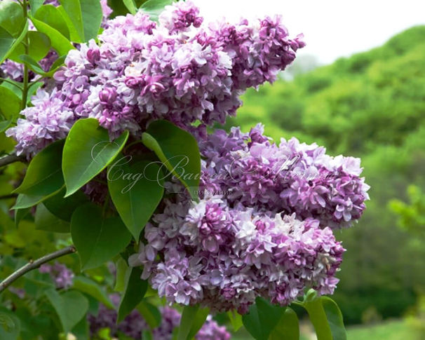 Сирень "Катерин Хавемейер" штамбовая / Syringa vulgaris "Katherine Havemeyer" — фото 2