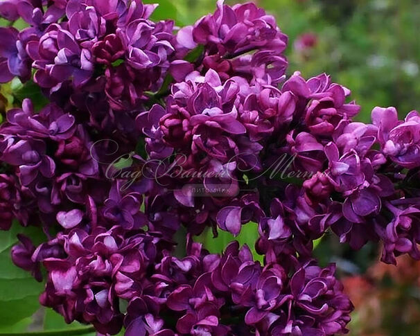 Сирень "Шарль Жоли"штамбовая / Syringa vulgaris "Charles Joly" — фото 2