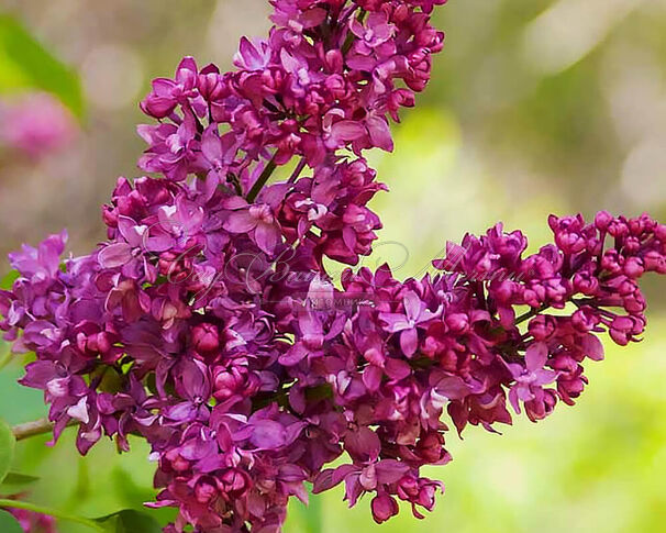 Сирень "Шарль Жоли"штамбовая / Syringa vulgaris "Charles Joly" — фото 3