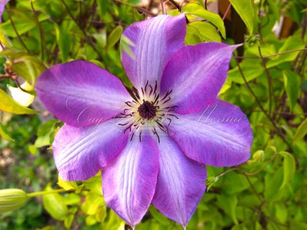 Клематис Серафина / Clematis Serafina — фото 2