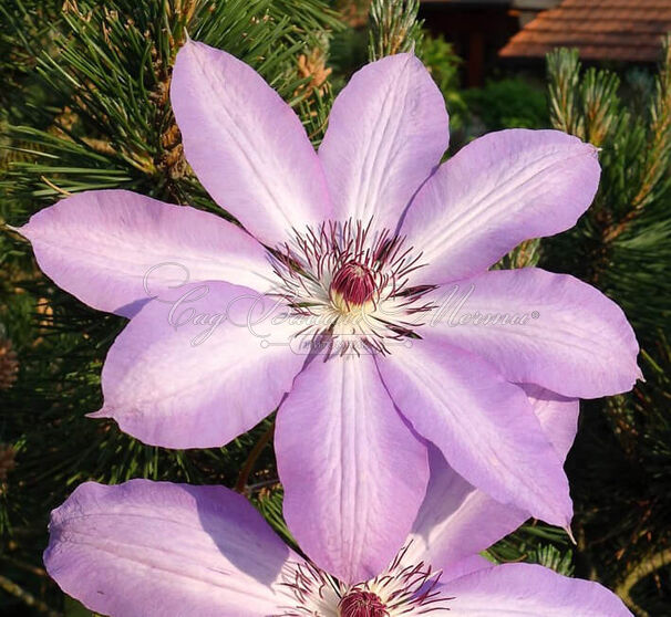 Клематис Серафина / Clematis Serafina — фото 3