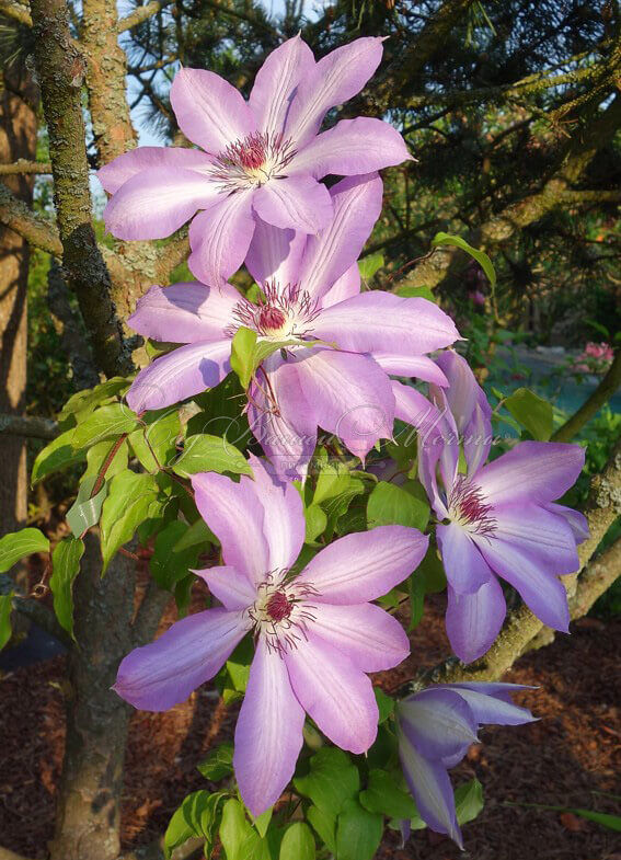 Клематис Серафина / Clematis Serafina — фото 4