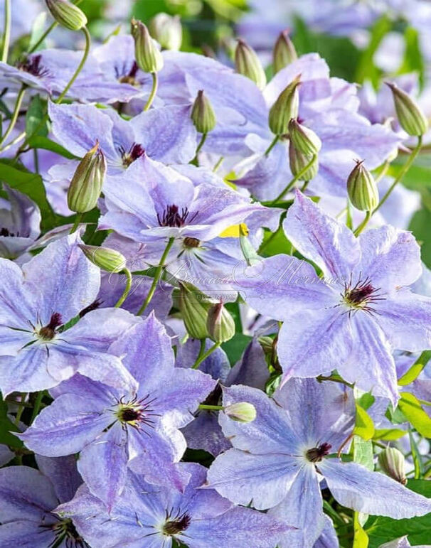 Клематис Скайфолл / Clematis Skyfall — фото 3