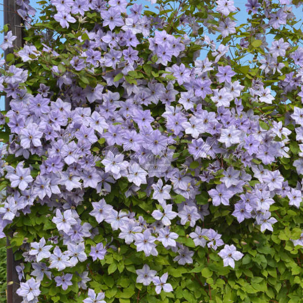 Клематис Скайфолл / Clematis Skyfall — фото 4