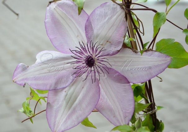 Клематис Утопия / Clematis Utopia — фото 2