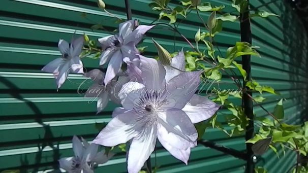 Клематис Утопия / Clematis Utopia — фото 3