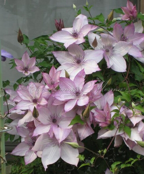 Клематис Утопия / Clematis Utopia — фото 5