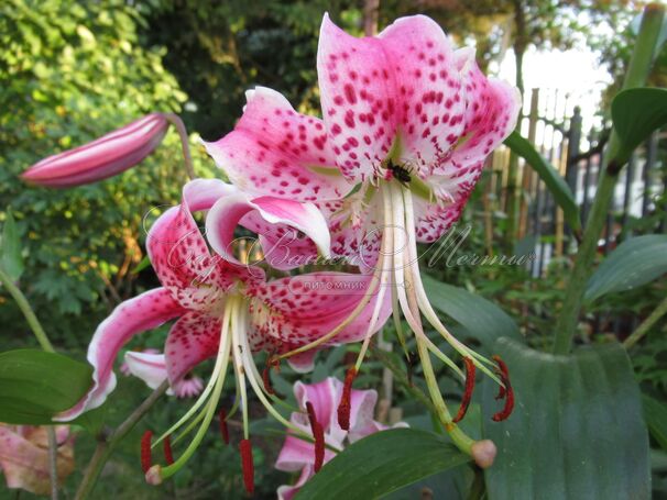 Лилия "Speciosum Var Rubrum Uchida" (Специосум Рубрум Учида) — фото 2