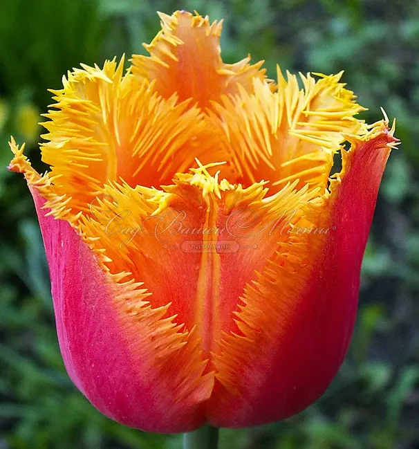 Тюльпан Ламбада (Tulipa Lambada) — фото 7