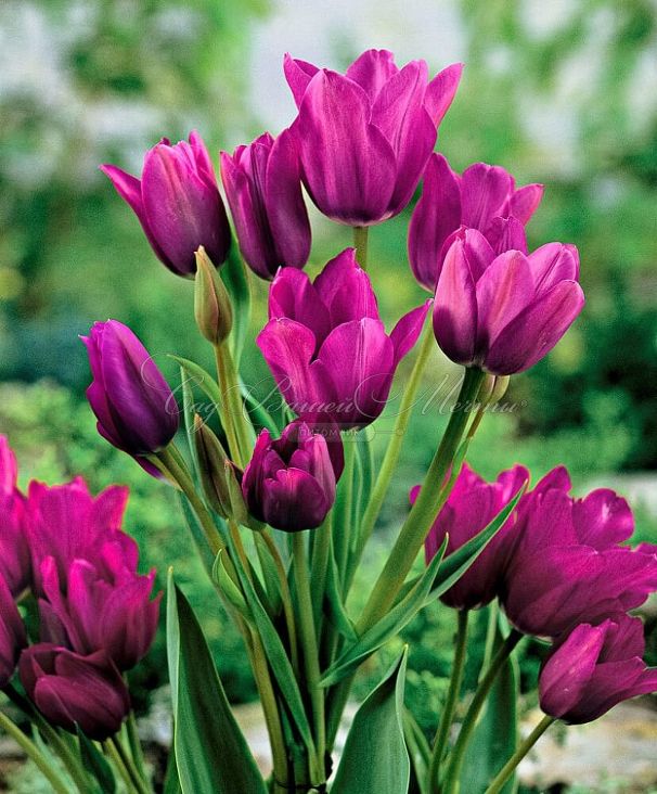 Тюльпан Найт Клаб (Tulipa Night Club) - фото 3