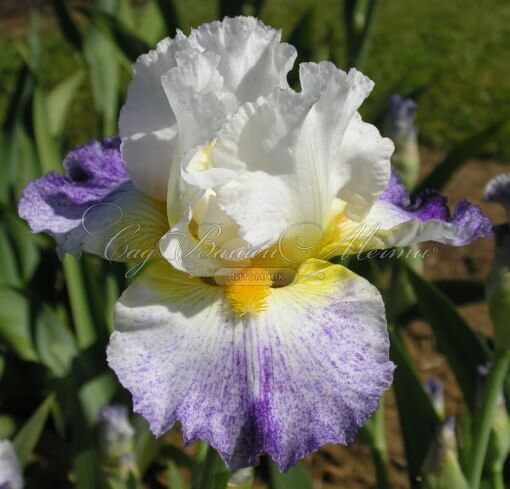 Ирис "Арктик Бёрст" (Iris Arctic Burst) — фото 2