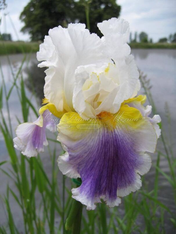 Ирис "Арктик Бёрст" (Iris Arctic Burst) — фото 3