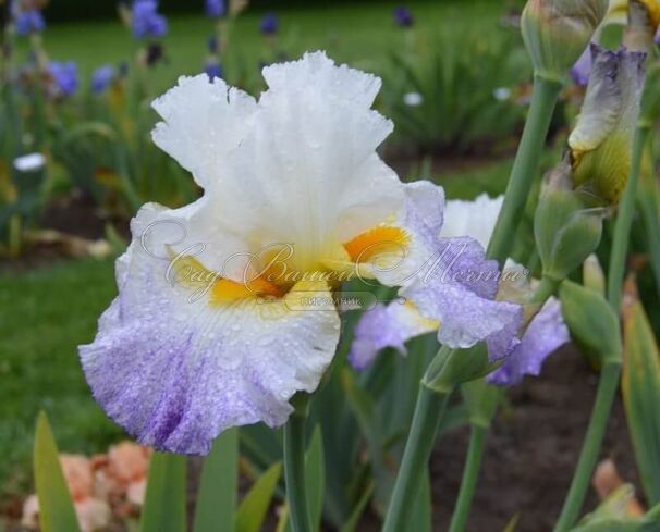 Ирис "Арктик Бёрст" (Iris Arctic Burst) — фото 4