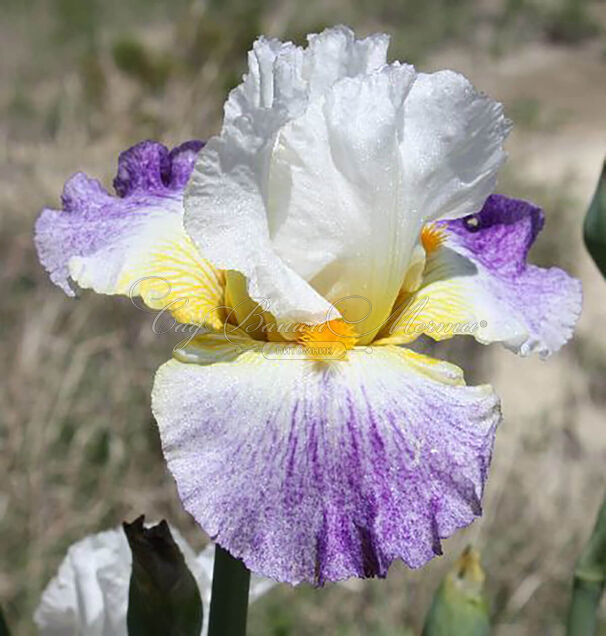 Ирис "Арктик Бёрст" (Iris Arctic Burst) — фото 5