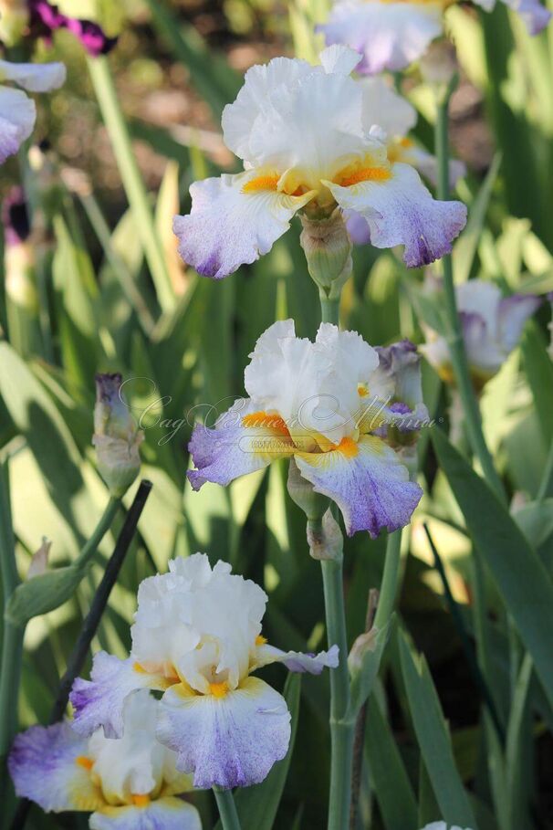 Ирис "Арктик Бёрст" (Iris Arctic Burst) — фото 6