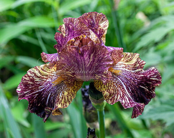 Ирис "Бивайлдербист" (Iris Bewilderbeast) — фото 2