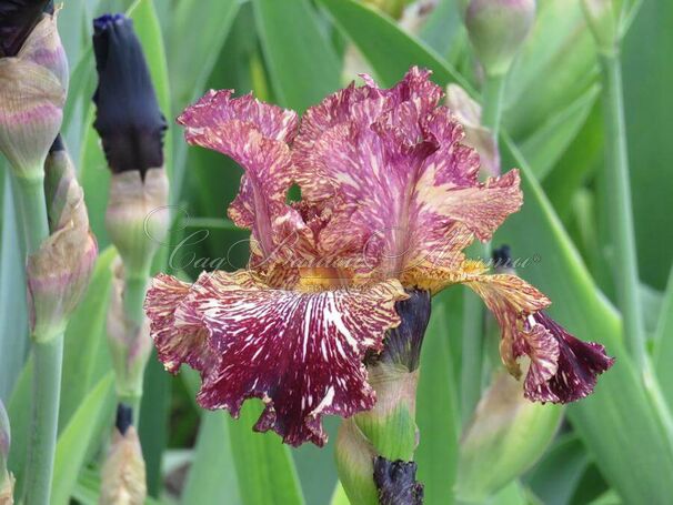 Ирис "Бивайлдербист" (Iris Bewilderbeast) — фото 6