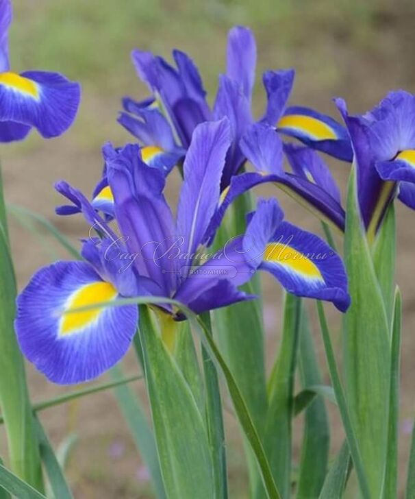 Ирис "Блю Мэджик" (Iris Blue Magic) — фото 2