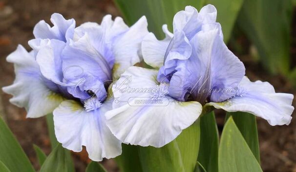 Ирис "Бризи Блю" (Iris Breezy Blue) — фото 3