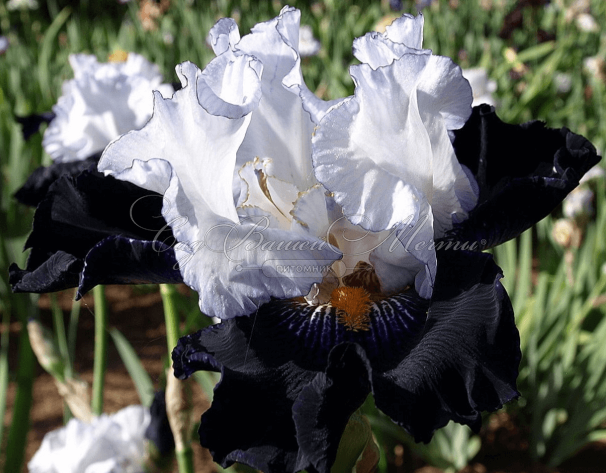 Ирис "Домино Нуар" (Iris Domino Noir) — фото 2