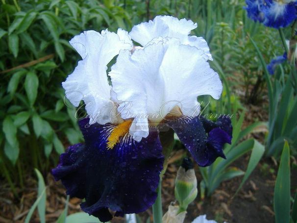 Ирис "Домино Нуар" (Iris Domino Noir) — фото 3