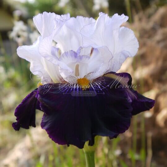 Ирис "Домино Нуар" (Iris Domino Noir) — фото 5