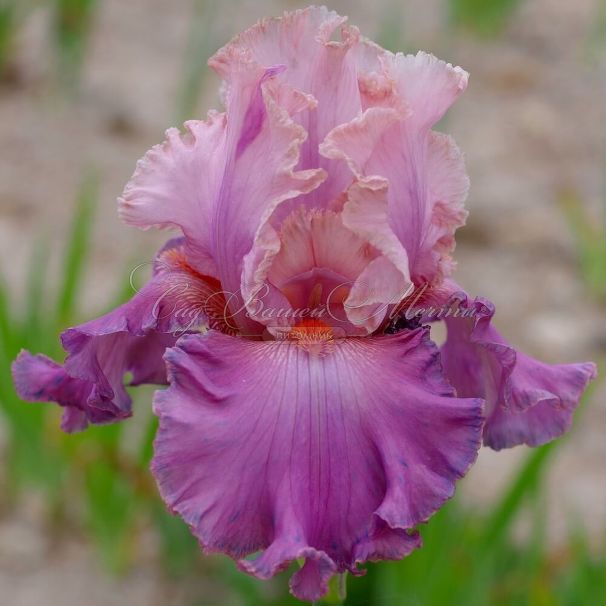 Ирис "Конфитюр де Роз" (Iris Confiture De Roses) — фото 2