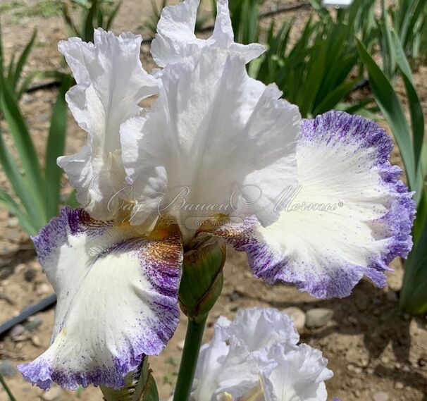 Ирис "Крэм Фуэте" (Iris Creme Fouettee) — фото 2