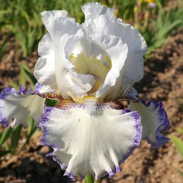 Ирис "Крэм Фуэте" (Iris Creme Fouettee) — фото 3