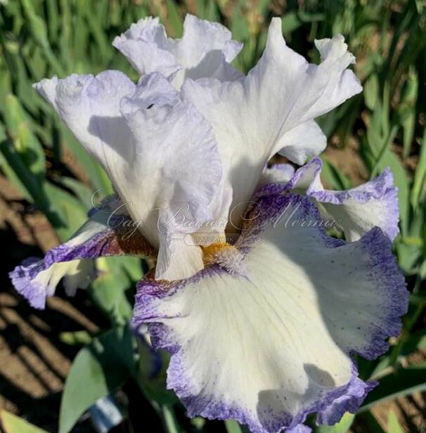 Ирис "Крэм Фуэте" (Iris Creme Fouettee) — фото 5