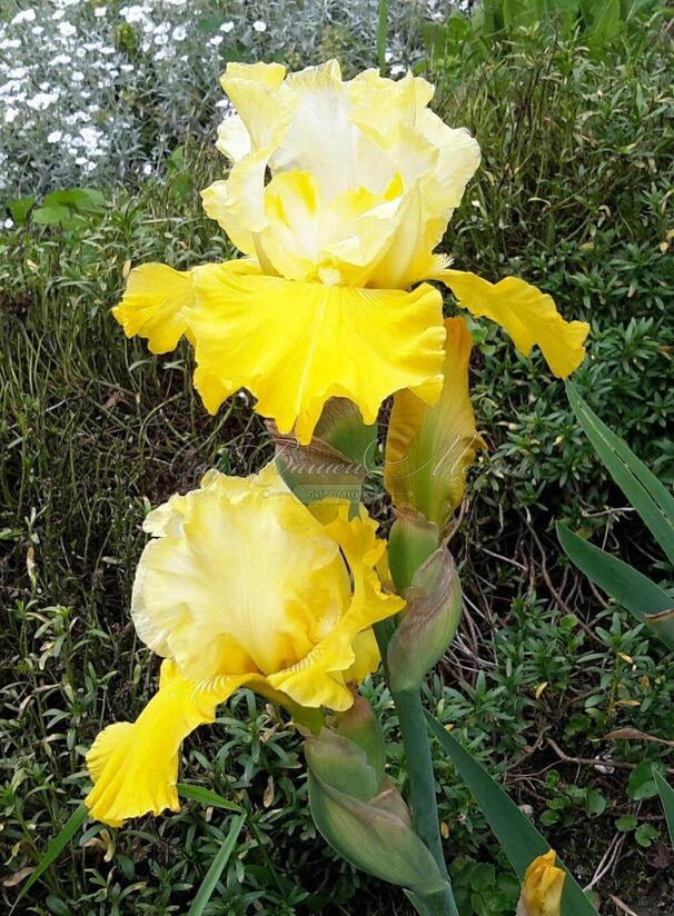 Ирис "Люн э Солей" (Iris Lune Et Soleil) — фото 2