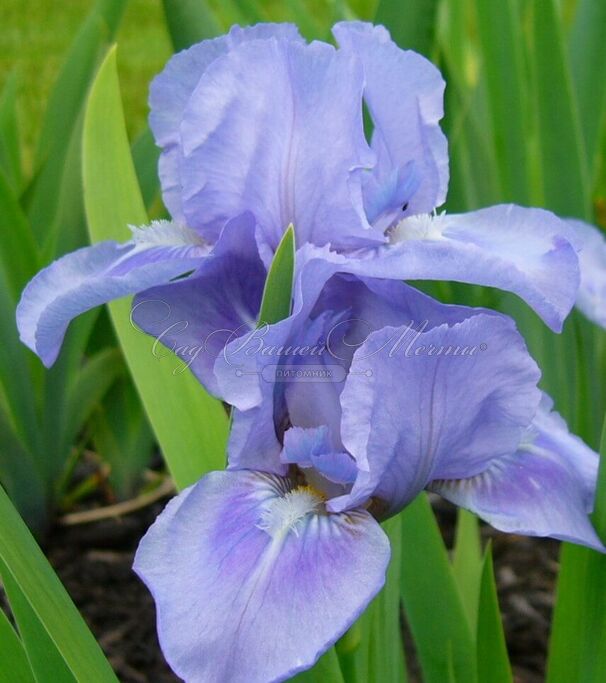 Ирис "Сапфайр Джем" (Iris Sapphire Gem) — фото 3